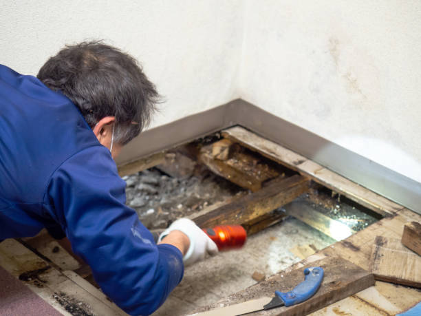 Trusted Friday Harbor, WA Mold Removal Experts