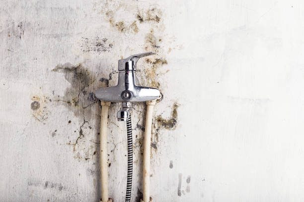 Best Local Mold Removal Service  in Friday Harbor, WA