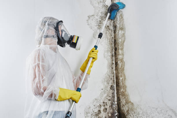 Best Mold Testing  in Friday Harbor, WA