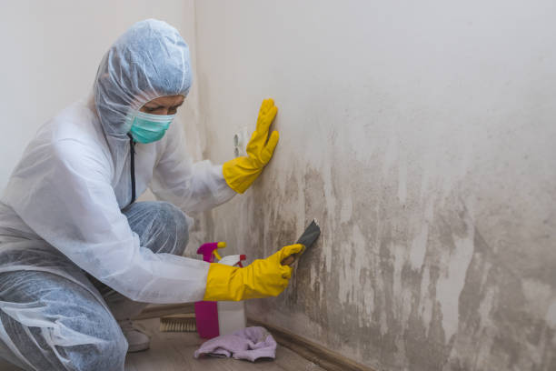 Best Commercial Mold Removal  in Friday Harbor, WA