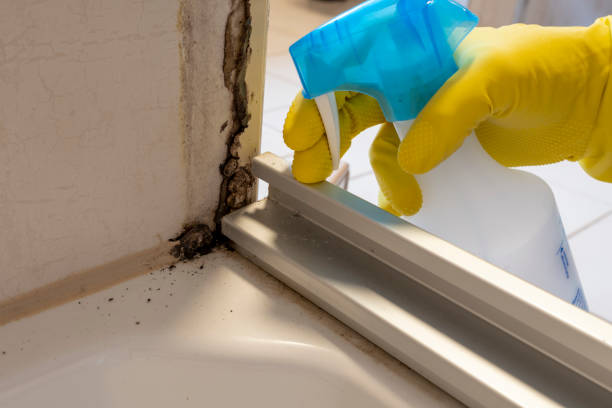 Home Mold Removal in Friday Harbor, WA