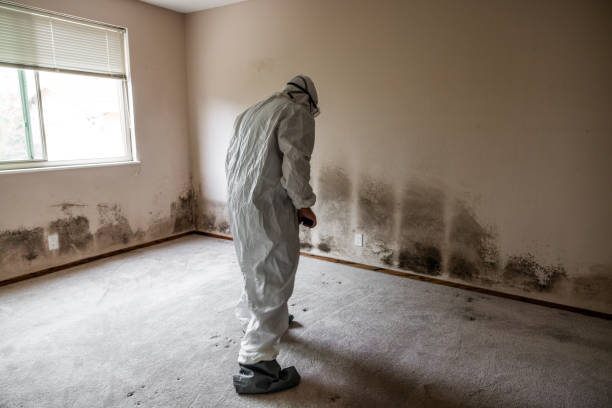 Best Certified Mold Removal  in Friday Harbor, WA