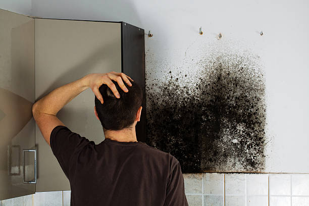 Best Fast Mold Removal  in Friday Harbor, WA